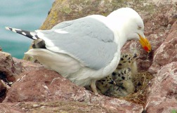 Herring gull brooding three young chicks in a nest