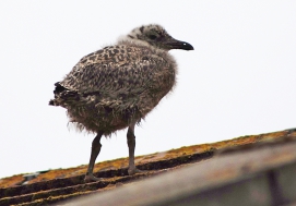 Gull chick standing on house roof
